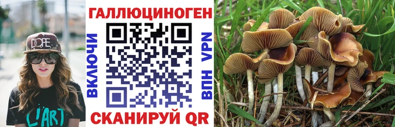 Псилоцибиновые грибы Psilocybine cubensis  закладка  Грозный 